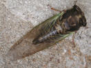 cicada